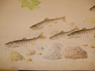 魚拓から絵を描いています